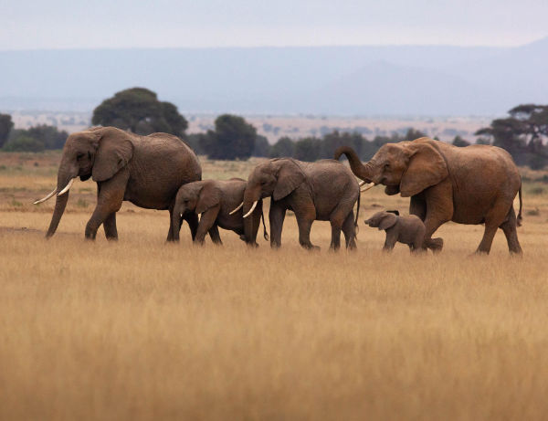A group of elephants walking across a grassy plain