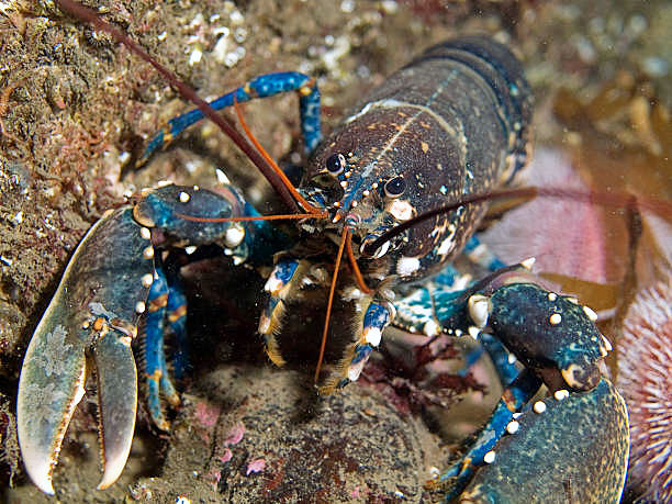 A lobster in the sea